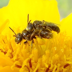 Protandrena albitarsis