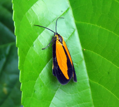Ormetica iheringi
