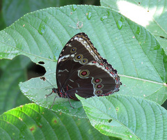 Morpho helenor