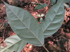 Elaeagnus conferta