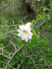 Amphilophium carolinae