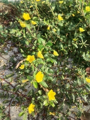 Tribulus cistoides