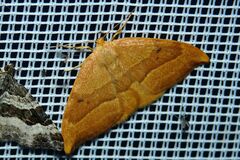Watsonalla cultraria