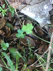 Sanicula crassicaulis