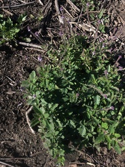 Verbena lasiostachys
