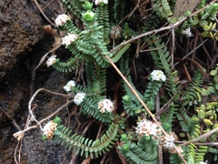 Pimelea urvilleana