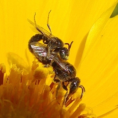 Protandrena albitarsis