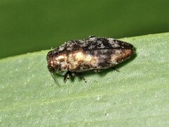 Diphucrania