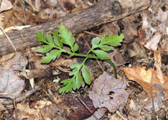 Sceptridium oneidense