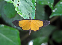 Smicropus bogotensis