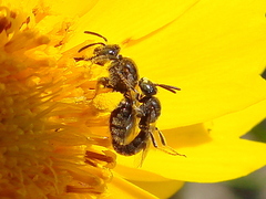 Protandrena albitarsis