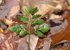 Sceptridium oneidense