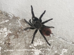 Tliltocatl epicureanus