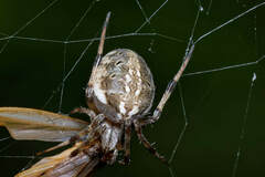 Neoscona theisi