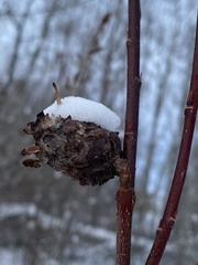 Rabdophaga strobiloides