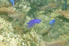 Pomacentrus coelestis