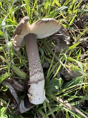 Amanita protecta