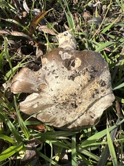 Amanita protecta