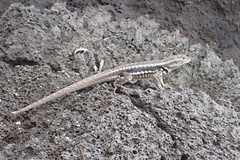 Microlophus bivittatus