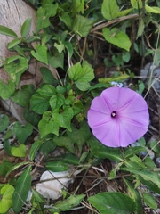 Ipomoea crinicalyx