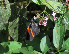 Pereute leucodrosime