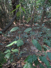 Elaeagnus conferta