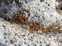 Xanthocarpia feracissima