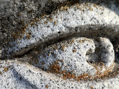 Xanthocarpia feracissima