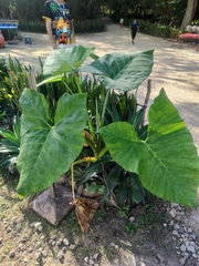 Xanthosoma sagittifolium