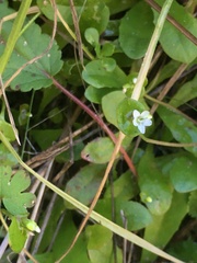 Claytonia perfoliata