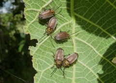 Poneridia semipullata