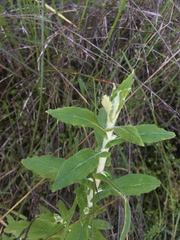 Pseudognaphalium biolettii