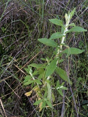 Pseudognaphalium biolettii