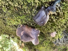 Omphalotus japonicus