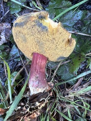 Xerocomellus mendocinensis