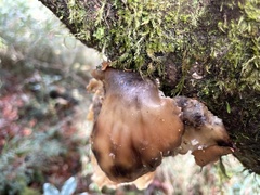 Omphalotus japonicus
