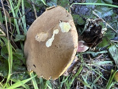 Xerocomellus mendocinensis