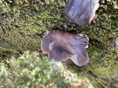 Omphalotus japonicus