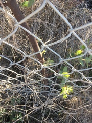 Arctostaphylos purissima