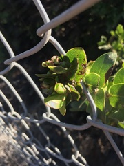 Arctostaphylos purissima