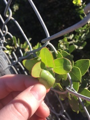 Arctostaphylos purissima