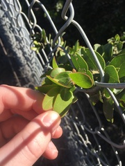 Arctostaphylos purissima