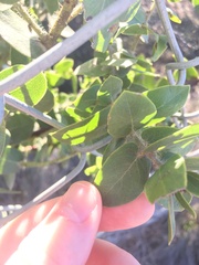 Arctostaphylos purissima