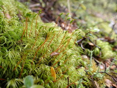 Dicranoloma robustum