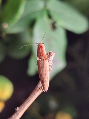 Conoderus fuscofasciatus