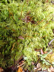 Dicranoloma robustum