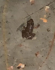 Eleutherodactylus planirostris