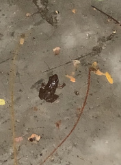 Eleutherodactylus planirostris