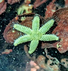 Leptasterias hexactis