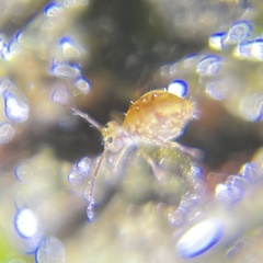 Ptenothrix